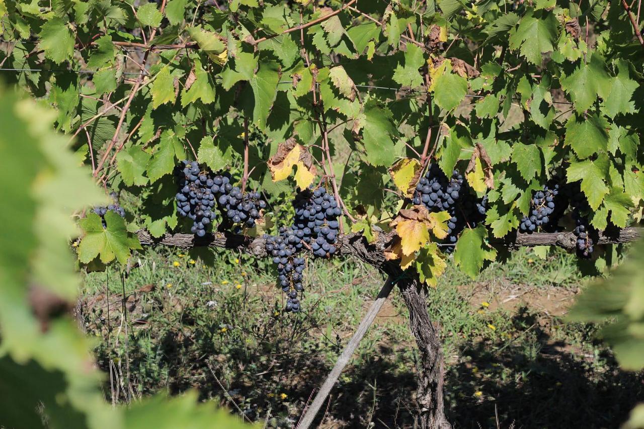 La Striscia Wine Resort Arezzo Exterior foto